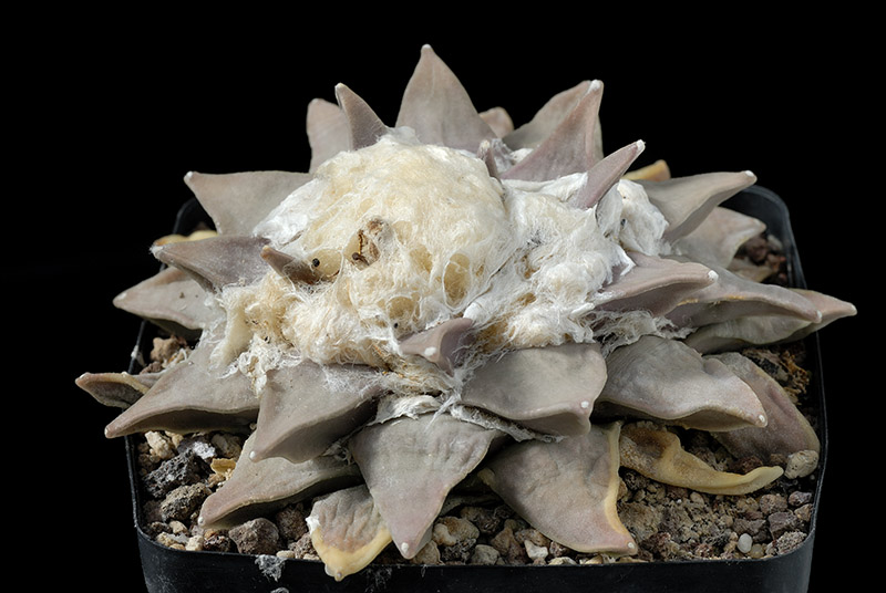 Ariocarpus retusus D. 12 € 110.00.jpg